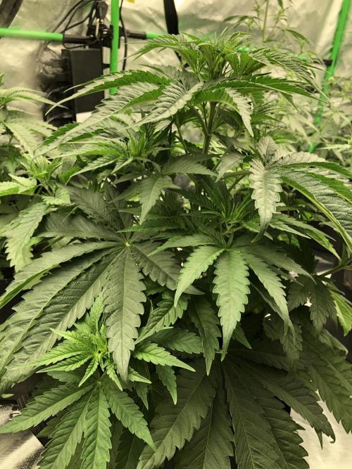 White Domina Kannabia Indoor Spring 26. Week 5