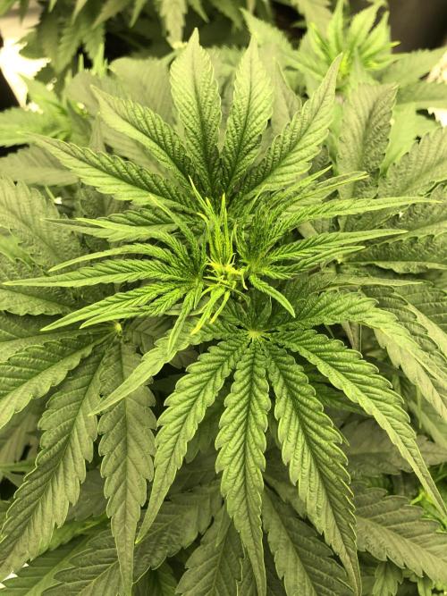 White Domina Kannabia Indoor Spring 26. Week 5