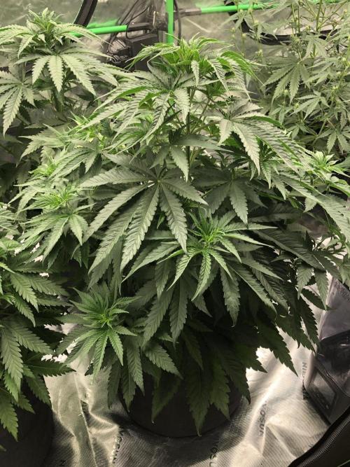 White Domina Kannabia Indoor Spring 26. Week 5
