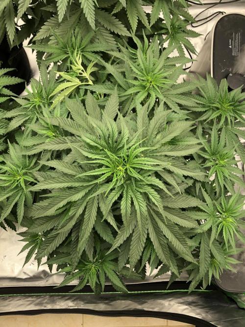 White Domina Kannabia Indoor Spring 26. Week 5