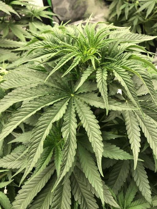 White Domina Kannabia Indoor Spring 26. Week 5
