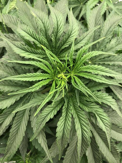 White Domina Kannabia Indoor Spring 26. Week 5
