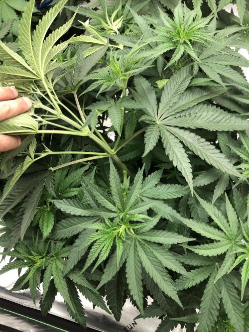 White Domina Kannabia Indoor Spring 26. Week 5