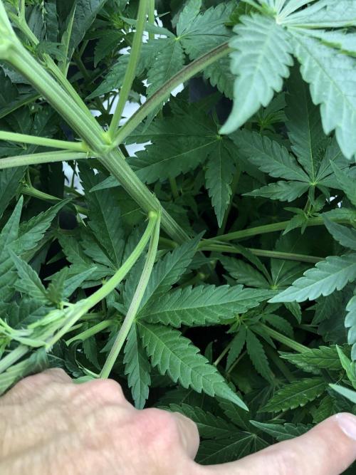 White Domina Kannabia Indoor Spring 26. Week 5