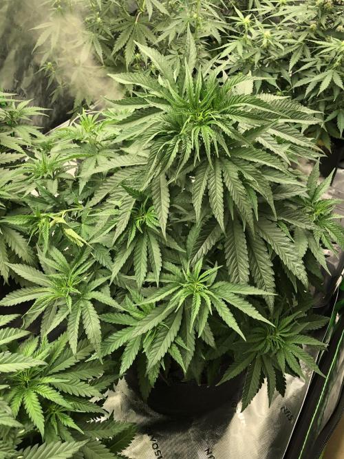 White Domina Kannabia Indoor Spring 26. Week 5