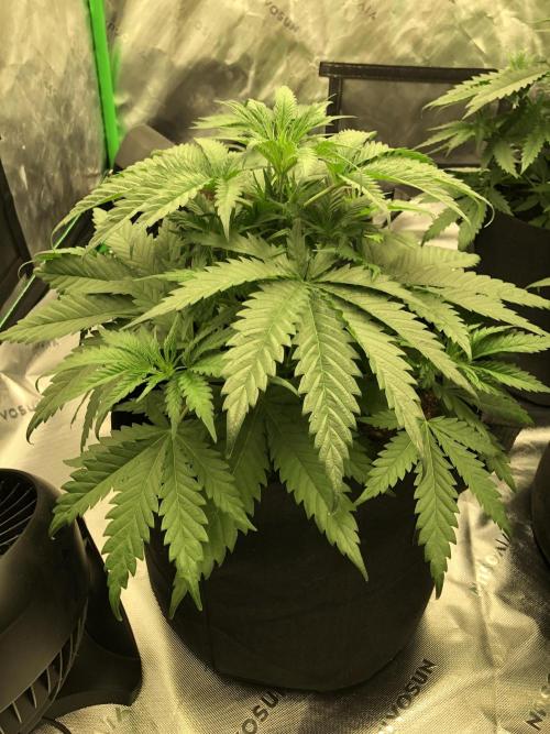 Colombian Jack Kannabia Indoor Spring 26. Week 5