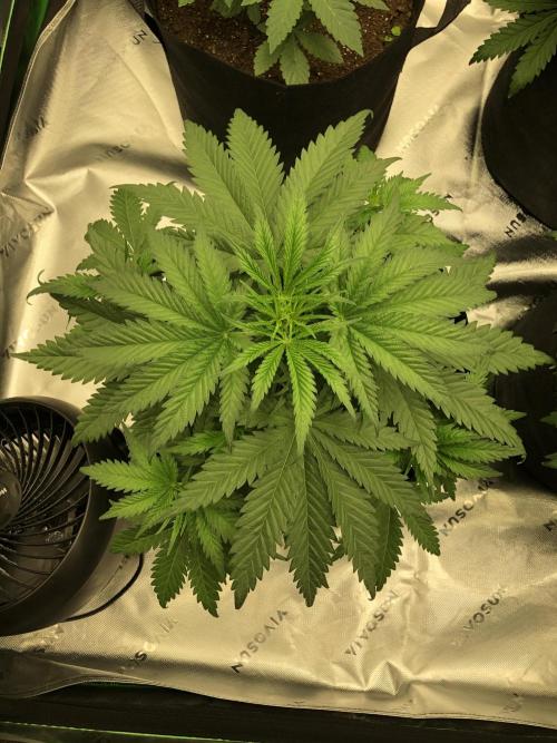Colombian Jack Kannabia Indoor Spring 26. Week 5