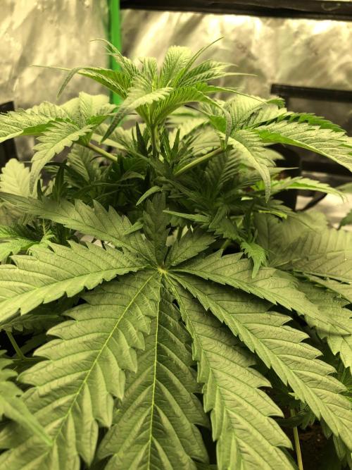 Colombian Jack Kannabia Indoor Spring 26. Week 5