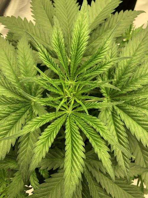 Colombian Jack Kannabia Indoor Spring 26. Week 5