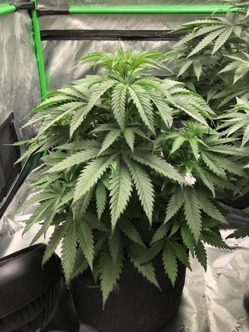 Colombian Jack Kannabia Indoor Spring 26. Week 5
