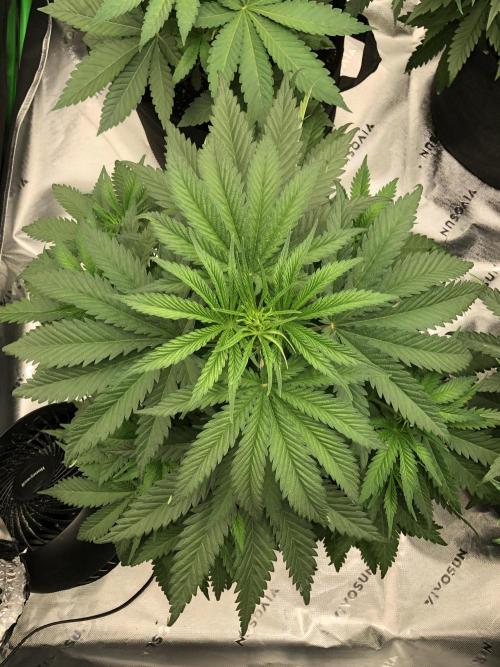 Colombian Jack Kannabia Indoor Spring 26. Week 5