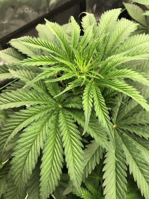 Colombian Jack Kannabia Indoor Spring 26. Week 5