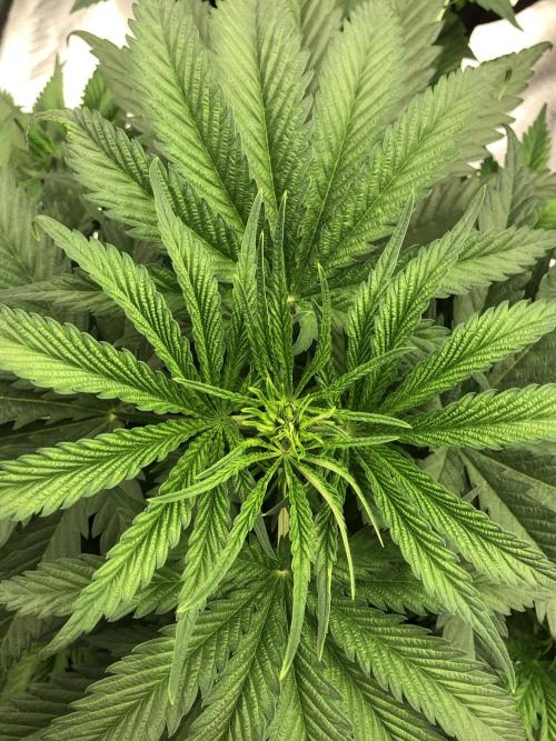 Colombian Jack Kannabia Indoor Spring 26. Week 5