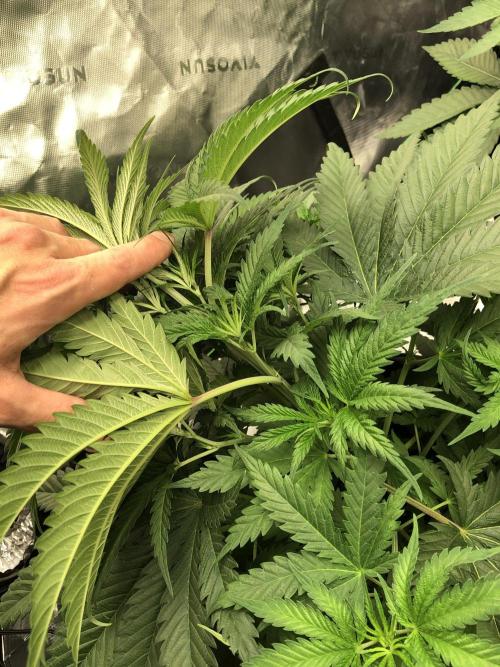 Colombian Jack Kannabia Indoor Spring 26. Week 5