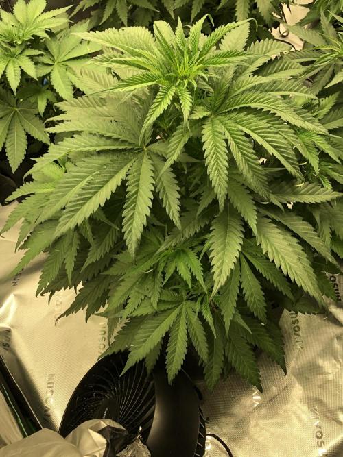 Colombian Jack Kannabia Indoor Spring 26. Week 5