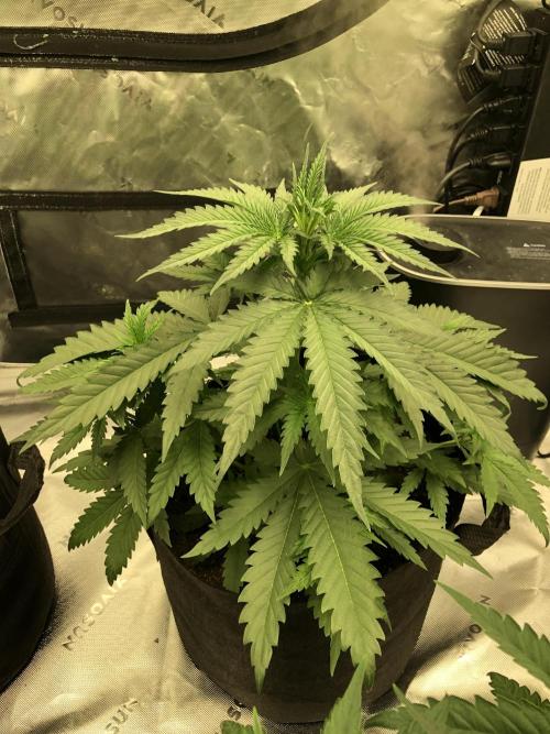 Critical Purple Kush Seedsman Indoor. Week 5