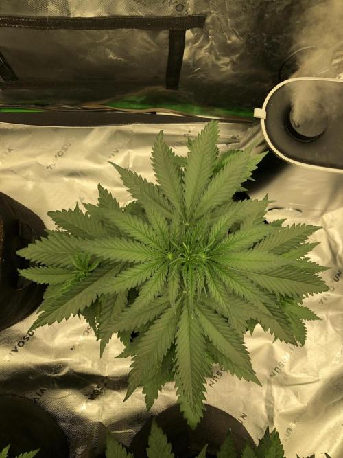 Critical Purple Kush Seedsman Indoor. Week 5