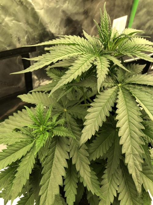 Critical Purple Kush Seedsman Indoor. Week 5