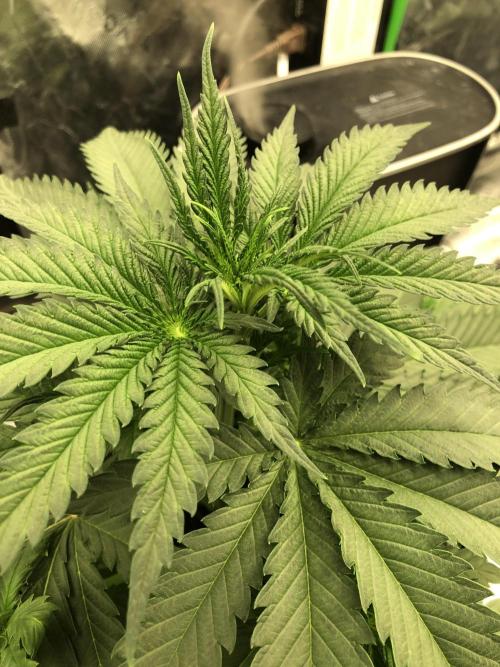 Critical Purple Kush Seedsman Indoor. Week 5