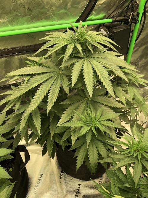 Critical Purple Kush Seedsman Indoor. Week 5