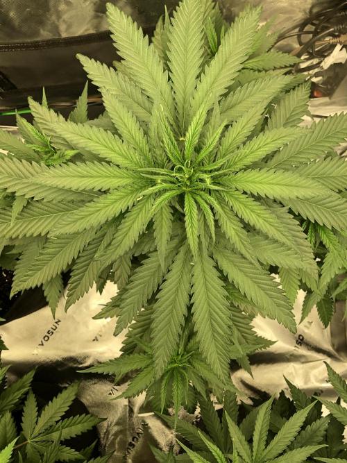Critical Purple Kush Seedsman Indoor. Week 5