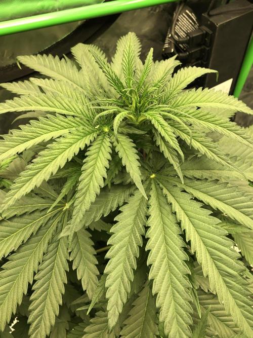 Critical Purple Kush Seedsman Indoor. Week 5