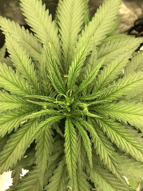 Critical Purple Kush Seedsman Indoor. Week 5