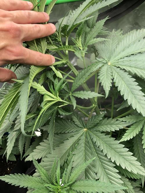 Critical Purple Kush Seedsman Indoor. Week 5