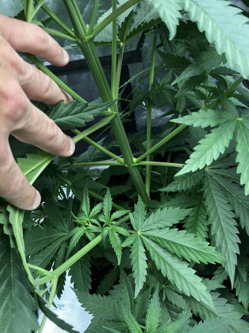 Critical Purple Kush Seedsman Indoor. Week 5