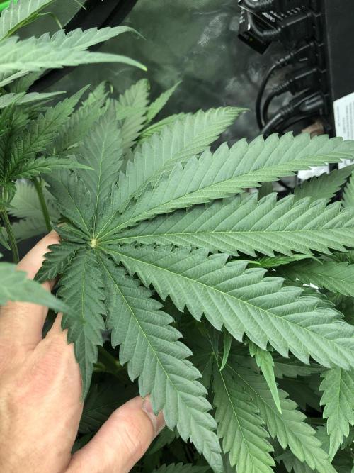 Critical Purple Kush Seedsman Indoor. Week 5