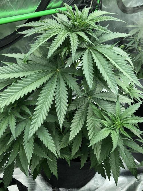 Critical Purple Kush Seedsman Indoor. Week 5