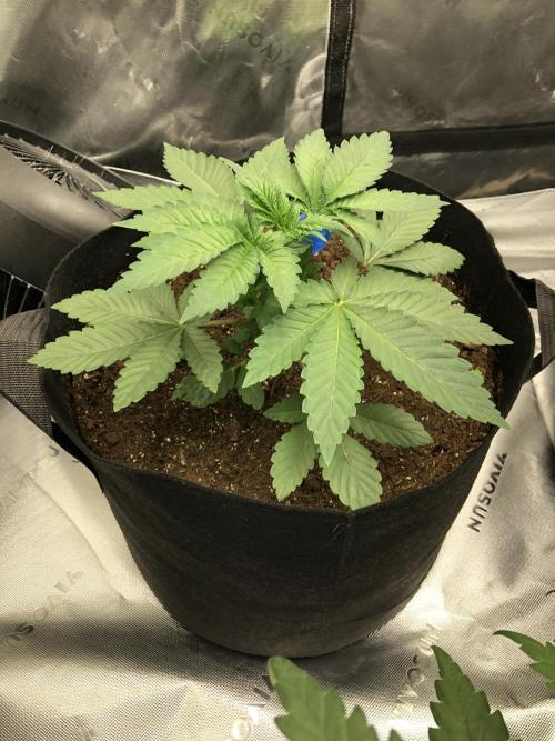 Karibbean Mango Indoor Spring 26. Week 4