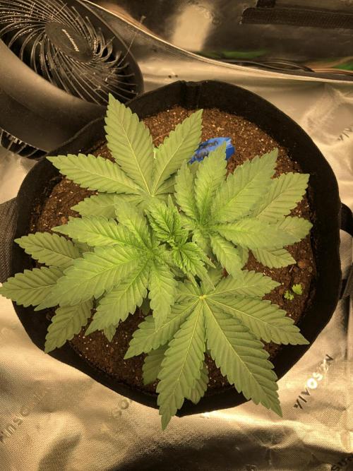 Karibbean Mango Indoor Spring 26. Week 4