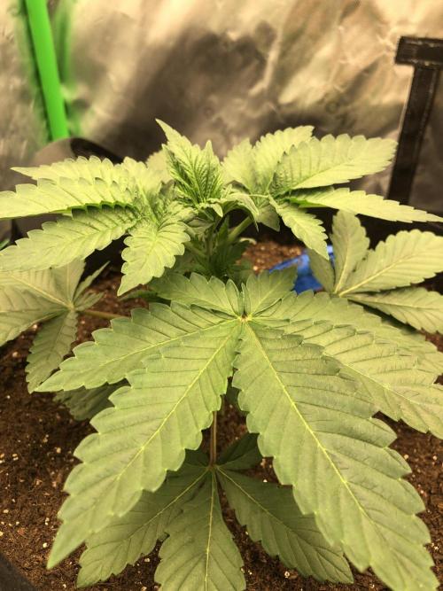 Karibbean Mango Indoor Spring 26. Week 4