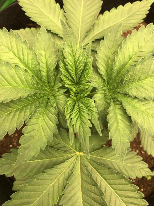 Karibbean Mango Indoor Spring 26. Week 4