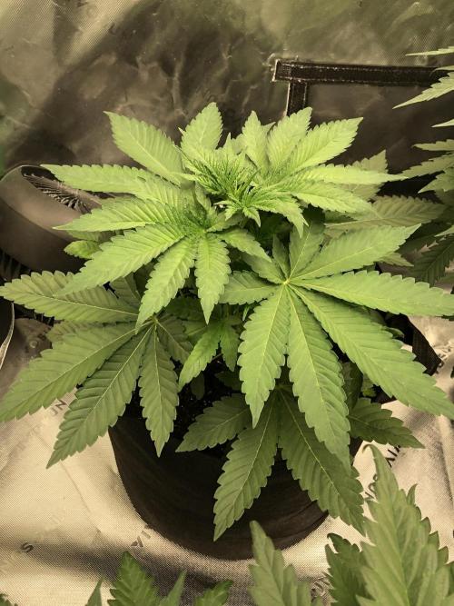 Karibbean Mango Indoor Spring 26. Week 4