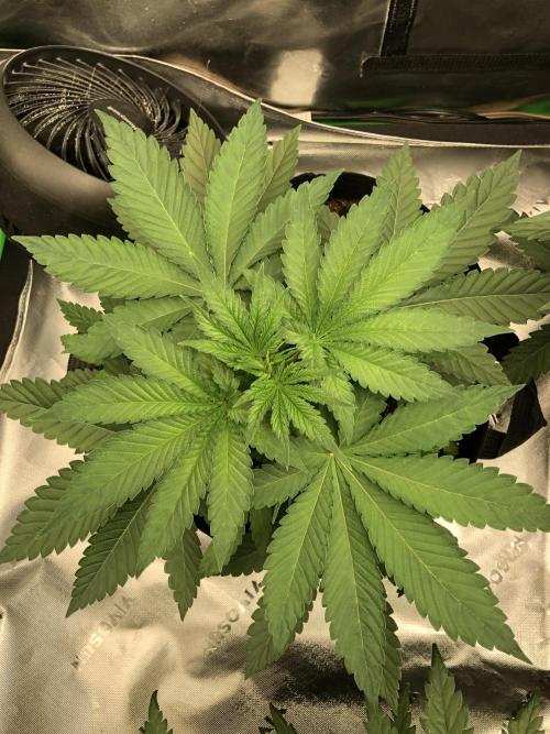 Karibbean Mango Indoor Spring 26. Week 4