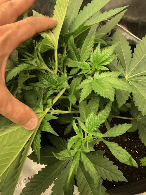 Karibbean Mango Indoor Spring 26. Week 4
