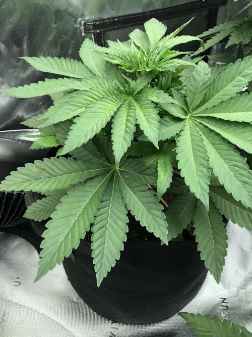 Karibbean Mango Indoor Spring 26. Week 4