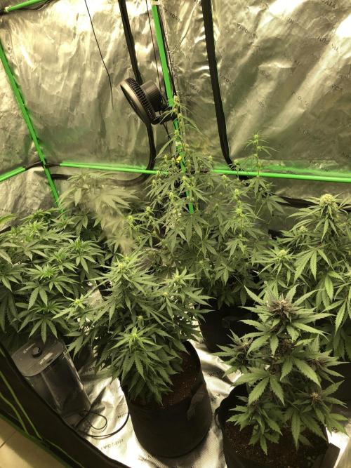 Gorilla Auto. Week 5