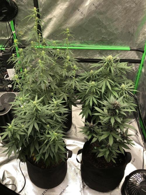 LSD-25 Auto Fast Buds Indoor Spring 26. Week 5