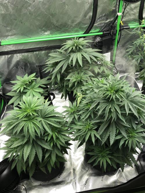 White Domina Kannabia Indoor Spring 26. Week 5