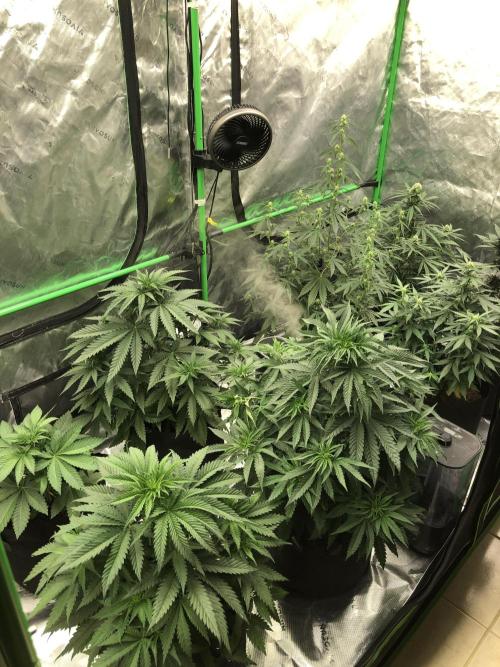 White Domina Kannabia Indoor Spring 26. Week 5