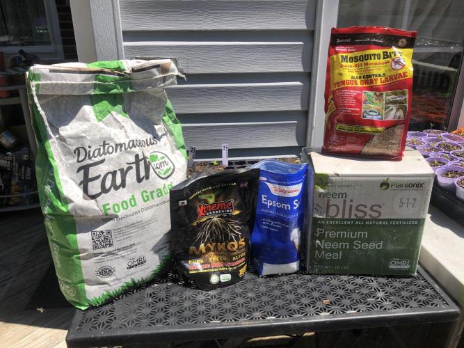 Pine Auto Outdoor Spring 26'. Week 0