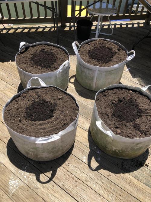 Pine Auto Outdoor Spring 26'. Week 0