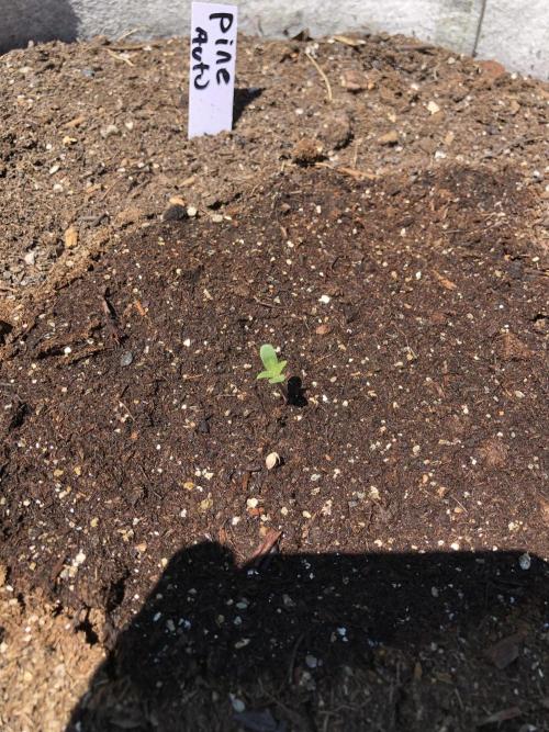 Pine Auto Outdoor Spring 26'. Week 0