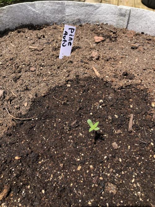 Pine Auto Outdoor Spring 26'. Week 0