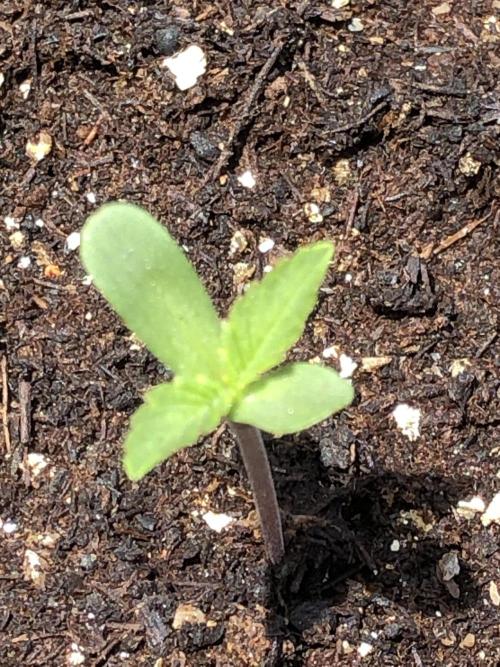 Pine Auto Outdoor Spring 26'. Week 0