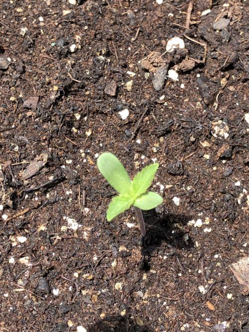 Pine Auto Outdoor Spring 26'. Week 0