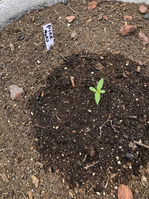 Pine Auto Outdoor Spring 26'. Week 0